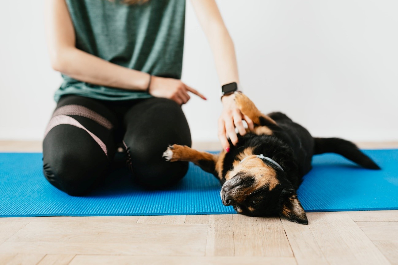 Brain Training For Dogs Review Is It Worth It 
